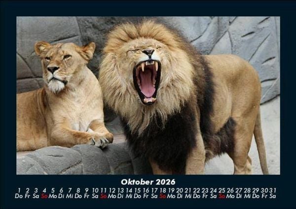 Produktbild: L&ouml;wen in der Wildnis 2026 Fotokalender DIN A5