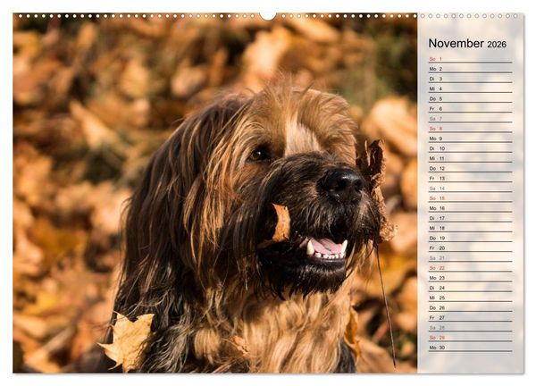Produktbild: Der Briard 2026 - Ein echter Charmeur (hochwertiger Premium Wandkalender 2026 DIN A2 quer), Kunstdruck in Hochglanz