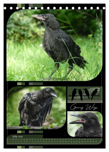 Produktbild: Crows - Through the Seasons (Desk Calendar 2026 DIN A5 portrait), CALVENDO 12 Month DeskCalendar