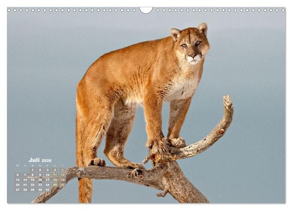 Produktbild: Puma: Auf leisen Pfoten (Wandkalender 2026 DIN A3 quer), CALVENDO Monatskalender