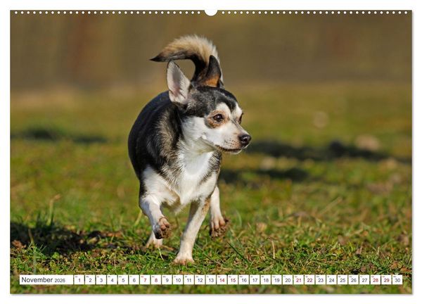 Produktbild: Enegieb&uuml;ndel Chihuahua - Temperament auf vier Pfoten (hochwertiger Premium Wandkalender 2026 DIN A2 quer), Kunstdruck in Hochglanz