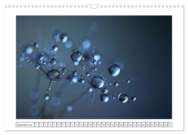 Produktbild: Zauberhafte Pusteblumen (Wandkalender 2026 DIN A3 quer), CALVENDO Monatskalender