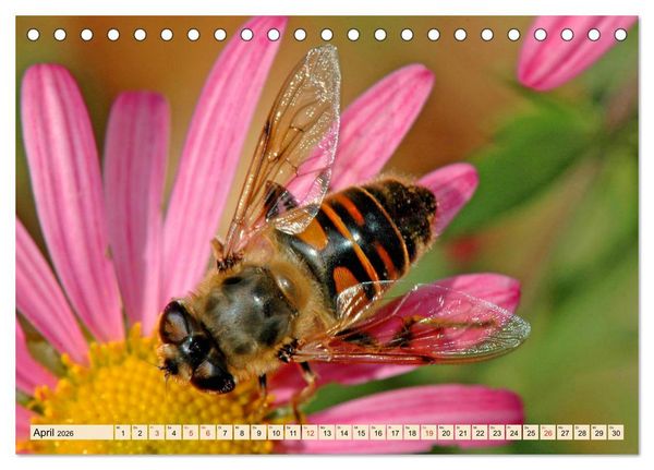 Produktbild: Farbenpracht der Insekten (Tischkalender 2026 DIN A5 quer), CALVENDO Monatskalender