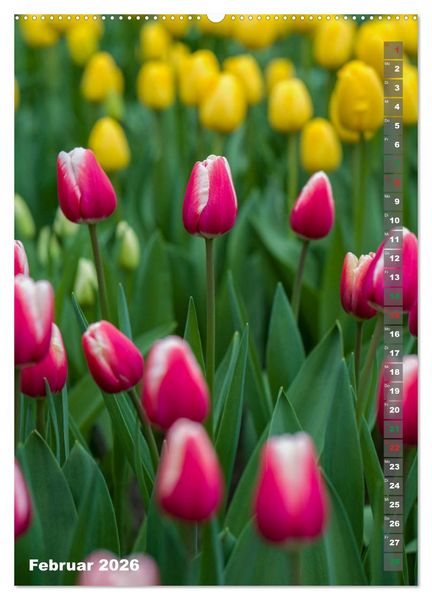 Produktbild: Tulpen - die Fr&uuml;hlingsblume (Wandkalender 2026 DIN A2 hoch), CALVENDO Monatskalender