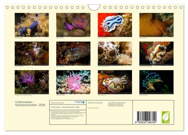 Produktbild: Unterwasser - Nacktschnecken 2026 (Wandkalender 2026 DIN A4 quer), CALVENDO Monatskalender