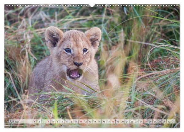 Produktbild: Emotionale Momente: Liebenswerte L&ouml;wenbabys / CH-Version (Wandkalender 2027 DIN A2 quer), CALVENDO Monatskalender