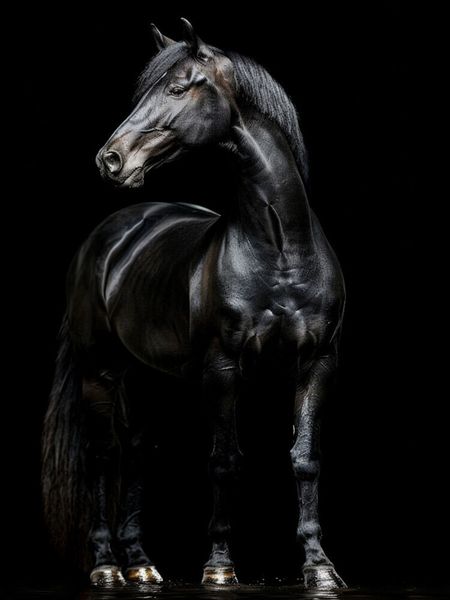 Produktbild: CALVENDO Puzzle Schwarze Eleganz - Pferde Rappe | 1000 Teile Lege-Gr&ouml;&szlig;e 64x48cm Foto-Puzzle f&uuml;r gl&uuml;ckliche Stunden