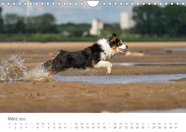 Produktbild: Australian Shepherd 2022 (Wandkalender 2022 DIN A4 quer)