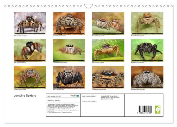 Produktbild: Jumping Spiders (Wall Calendar 2026 DIN A3 landscape), CALVENDO 12 Month Wall Calendar