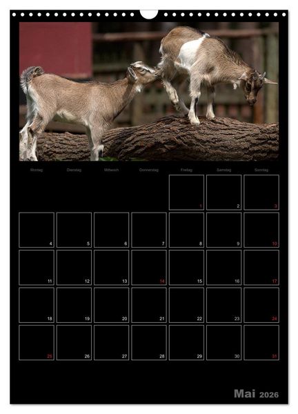 Produktbild: Zwergziegen (Wandkalender 2026 DIN A3 hoch), CALVENDO Monatskalender