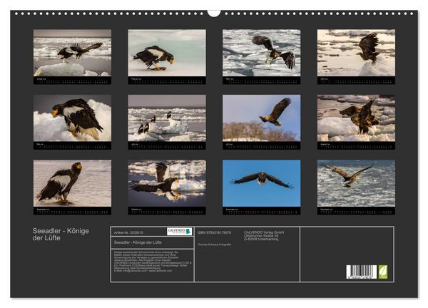 Produktbild: Seeadler - K&ouml;nige der L&uuml;fte (Wandkalender 2026 DIN A2 quer), CALVENDO Monatskalender