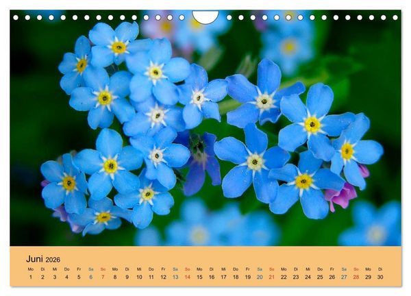Produktbild: Wildblumen 2026 (Wandkalender 2026 DIN A4 quer), CALVENDO Monatskalender