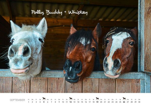 Produktbild: Pferde Kalender 2027 Wandkalender
