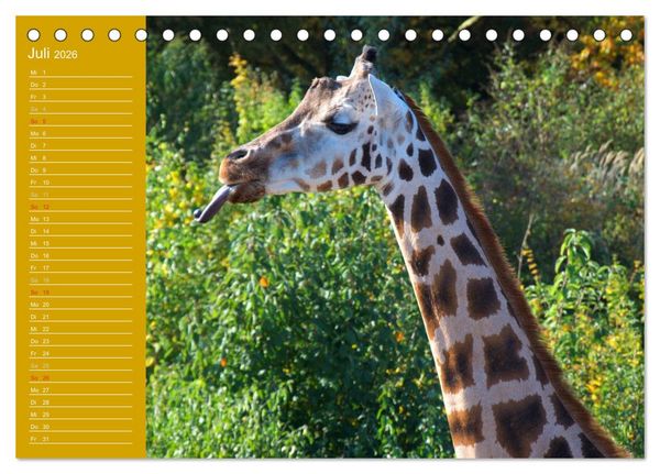 Produktbild: Giraffen / Geburtstagskalender (Tischkalender 2026 DIN A5 quer), CALVENDO Monatskalender