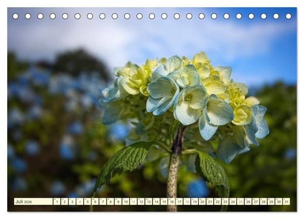 Produktbild: Hortensientr&auml;ume (Tischkalender 2026 DIN A5 quer), CALVENDO Monatskalender