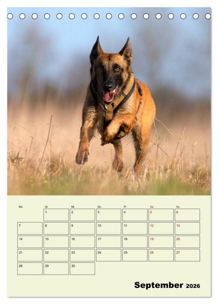 Produktbild: Malinois verl&auml;ssliche Begleiter (Tischkalender 2026 DIN A5 hoch), CALVENDO Monatskalender