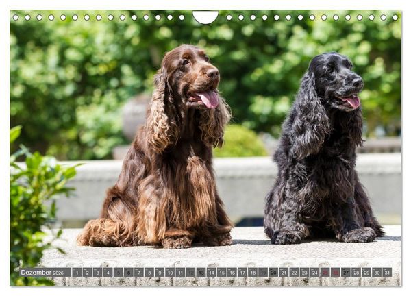 Produktbild: English Cocker Spaniels - Ein Spaziergang im Park (Wandkalender 2026 DIN A4 quer), CALVENDO Monatskalender