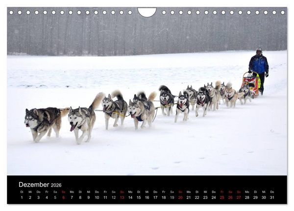 Produktbild: Sibirische Huskys aus Deutschland (Wandkalender 2026 DIN A4 quer), CALVENDO Monatskalender