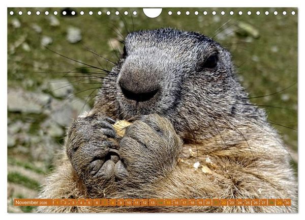 Produktbild: Und ewig pfeift das Murmeltier (Wandkalender 2026 DIN A4 quer), CALVENDO Monatskalender