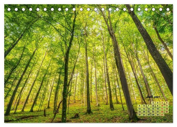 Produktbild: Waldspazierg&auml;nge: Entspannen - Kraft tanken - Besinnen auf sich selbst (Tischkalender 2027 DIN A5 quer), CALVENDO Monatskalender