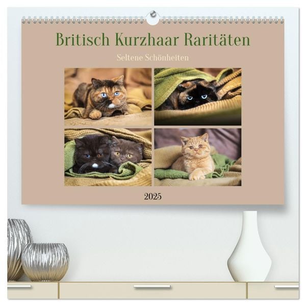 Britisch Kurzhaar Raritäten - seltene Schönheiten (hochwertiger Premium Wandkalender 2025 DIN A2 quer), Kunstdruck in Ho