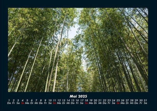 Produktbild: B&auml;ume 2025 Fotokalender DIN A4