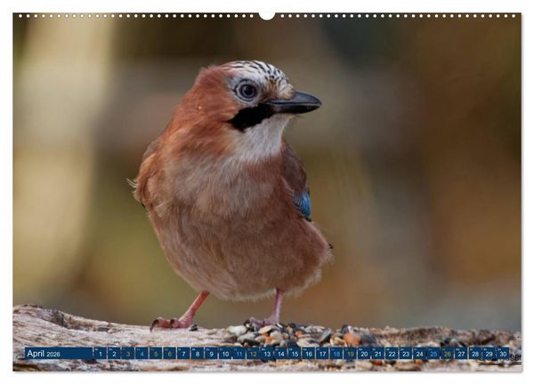 Produktbild: Eichelh&auml;her - Egon der Eichelh&auml;her fotografiert von Ostfriesenfotografie (Wandkalender 2026 DIN A2 quer), CALVENDO Monatskalender