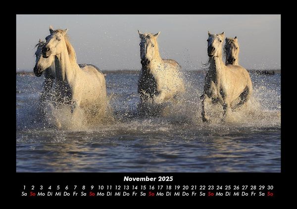Produktbild: Pferdegefl&uuml;ster 2025 Fotokalender DIN A3