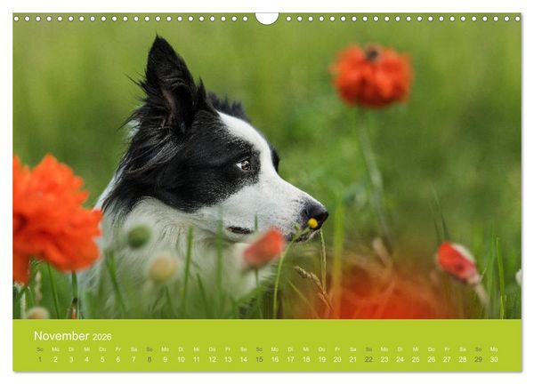 Produktbild: Traumschnauzen (Wandkalender 2026 DIN A3 quer), CALVENDO Monatskalender