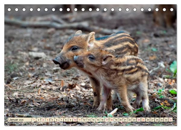 Produktbild: Unverwechselbar - Wildschwein (Tischkalender 2026 DIN A5 quer), CALVENDO Monatskalender