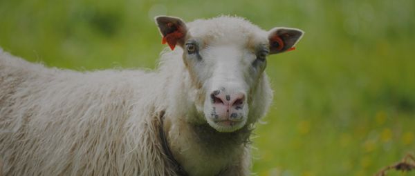 Produktbild: I Could Never Go Vegan