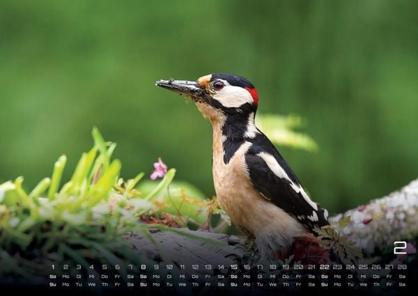 Produktbild: Waldtiere - Heimische Waldbewohner - Der Tierkalender - 2026 - Kalender DIN A2