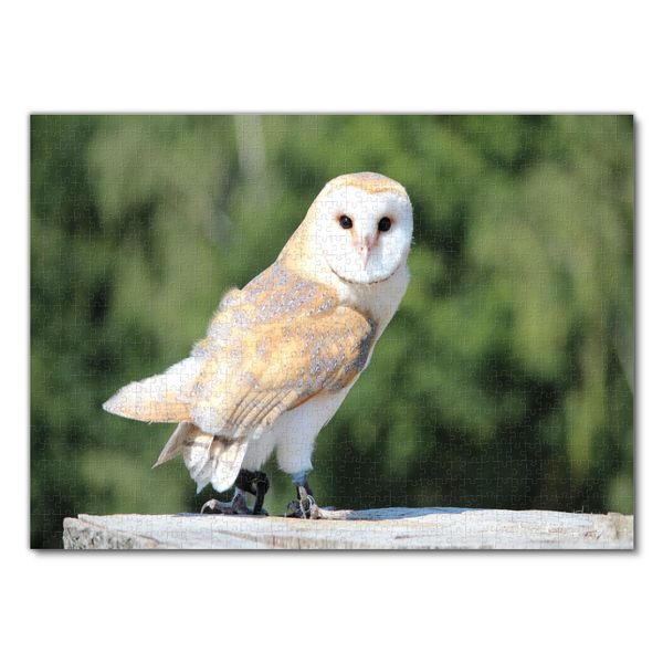 Produktbild: Lais Puzzle Schleiereule 1000 Teile