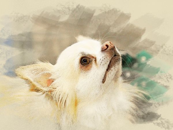 Produktbild: CALVENDO Puzzle Ein Motiv aus dem Kalender Chihuahuas 2017 | 1000 Teile Lege-Gr&ouml;&szlig;e 64x48cm Foto-Puzzle f&uuml;r gl&uuml;ckliche Stunden