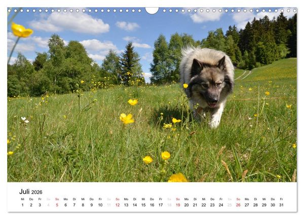 Produktbild: Der Wolfsspitz (Wandkalender 2026 DIN A3 quer), CALVENDO Monatskalender