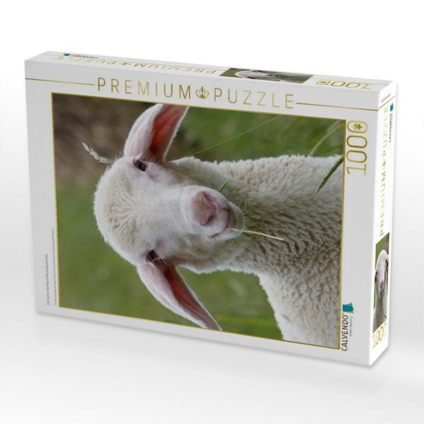 Produktbild: CALVENDO Puzzle Ein Lamm der Rasse Merinolandschafe | 1000 Teile Lege-Gr&ouml;&szlig;e 64x48cm Foto-Puzzle f&uuml;r gl&uuml;ckliche Stunden