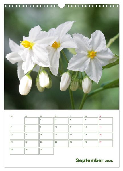 Produktbild: Wei&szlig;e Bl&uuml;ten im Gr&uuml;nen (Wandkalender 2026 DIN A3 hoch), CALVENDO Monatskalender