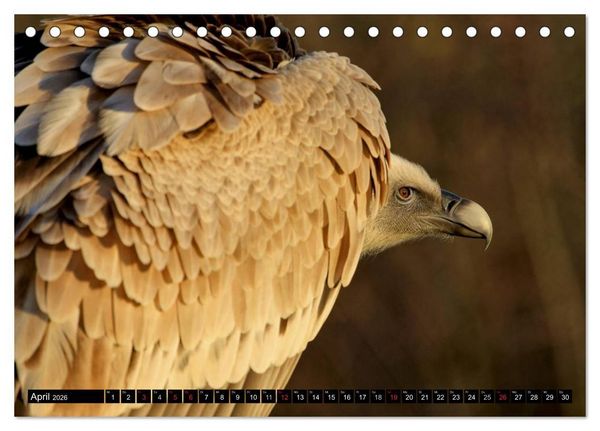 Produktbild: Adler und Greife - K&ouml;nige des Himmels (Tischkalender 2026 DIN A5 quer), CALVENDO Monatskalender