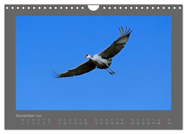Produktbild: V&Ouml;GEL (Wandkalender 2026 DIN A4 quer), CALVENDO Monatskalender
