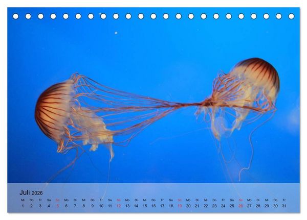 Produktbild: Quallen. Die Welt der Medusen (Tischkalender 2026 DIN A5 quer), CALVENDO Monatskalender