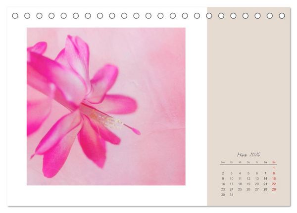 Produktbild: Bl&uuml;tentr&auml;ume (Tischkalender 2026 DIN A5 quer), CALVENDO Monatskalender