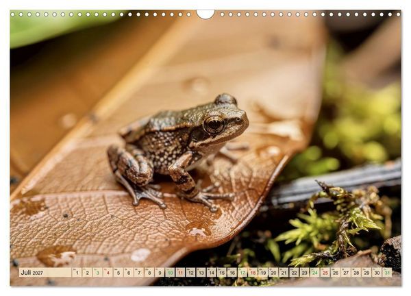 Produktbild: Die kleinsten Tiere - Weltweit (Wandkalender 2027 DIN A3 quer), CALVENDO Monatskalender