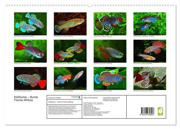 Produktbild: Killifische &ndash; Bunte Fische Afrikas (hochwertiger Premium Wandkalender 2026 DIN A2 quer), Kunstdruck in Hochglanz