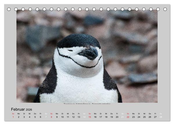 Produktbild: Tierleben in der Antarktis (Tischkalender 2026 DIN A5 quer), CALVENDO Monatskalender
