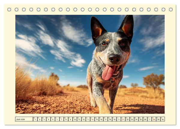 Produktbild: Australian Cattle Dogs. Echte Cowboys und Helden der Farm (Tischkalender 2026 DIN A5 quer), CALVENDO Monatskalender