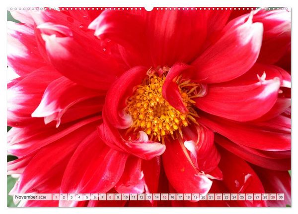 Produktbild: Roter Glanz Bl&uuml;tenpracht (hochwertiger Premium Wandkalender 2026 DIN A2 quer), Kunstdruck in Hochglanz