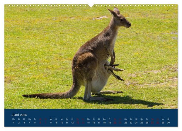 Produktbild: Freilebende K&auml;ngurus (hochwertiger Premium Wandkalender 2026 DIN A2 quer), Kunstdruck in Hochglanz