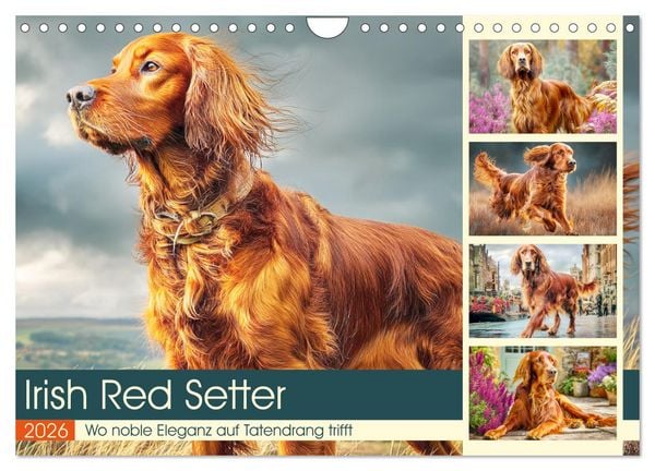 Irish Red Setter. Wo noble Eleganz auf Tatendrang trifft (Wandkalender 2026 DIN A4 quer), CALVENDO Monatskalender