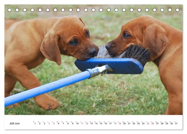 Produktbild: Rhodesian Ridgeback Welpen (Tischkalender 2026 DIN A5 quer), CALVENDO Monatskalender