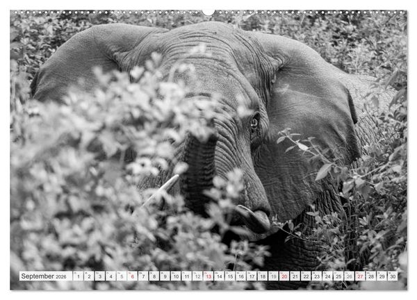 Produktbild: Emotionale Momente: Elefanten in black & white (hochwertiger Premium Wandkalender 2026 DIN A2 quer), Kunstdruck in Hochglanz